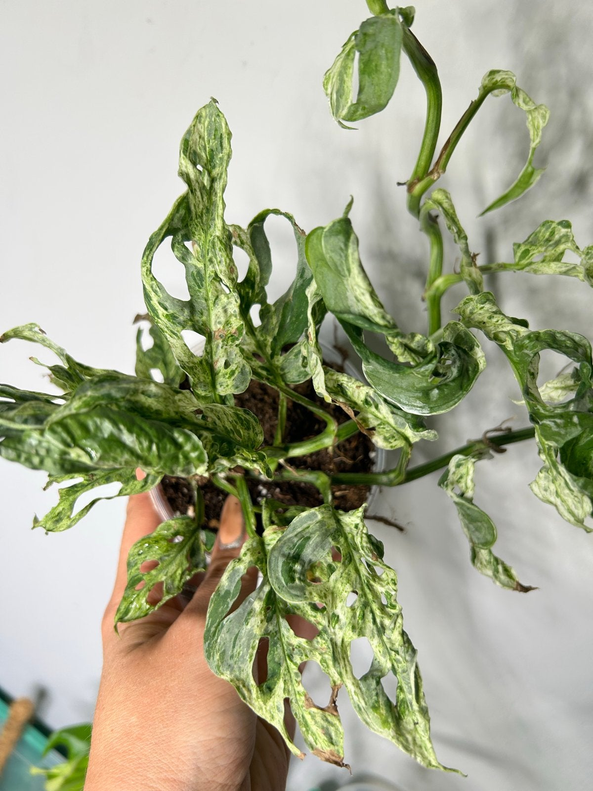 Monstera Frozen Freckles - 2 planten in pot, Overige soorten, In pot, Minder dan 100 cm, Groene kamerplant