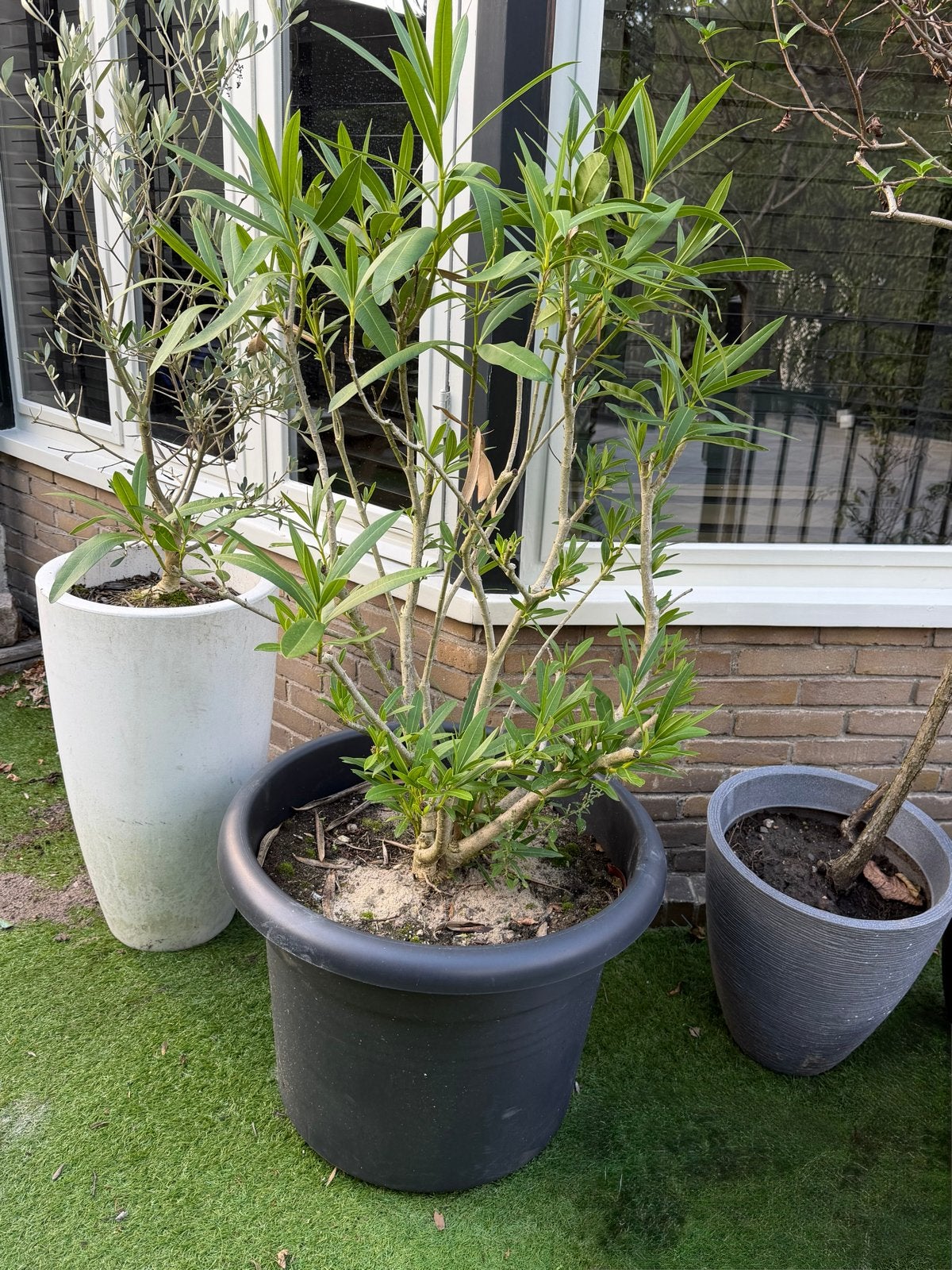 Grote Oleander in zwarte pot, Tuin en Terras, Overige soorten, Volle zon, Vaste plant, Ophalen of Verzenden