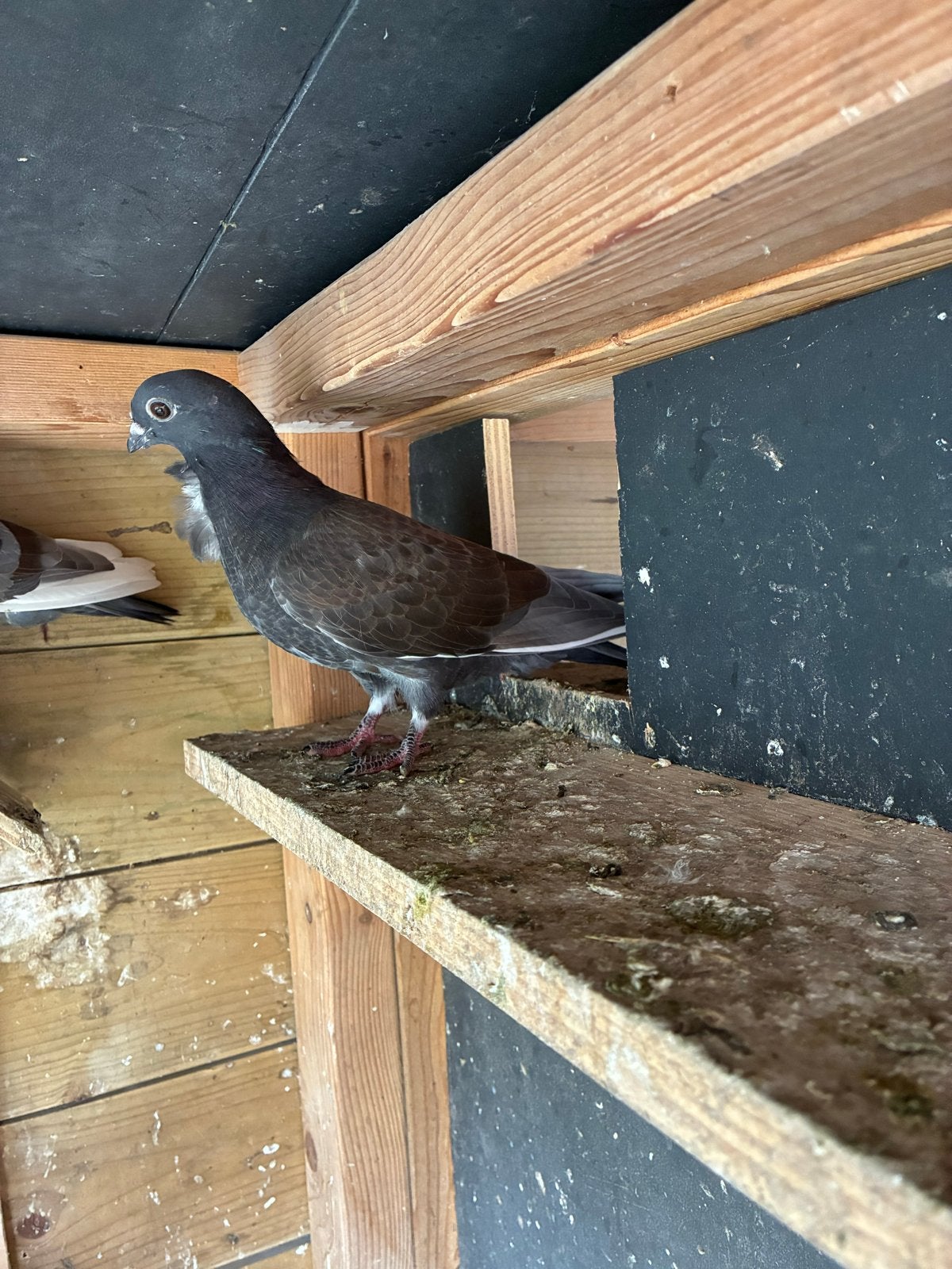Figuritas, Dieren en Toebehoren, Meerdere dieren, Overige soorten
