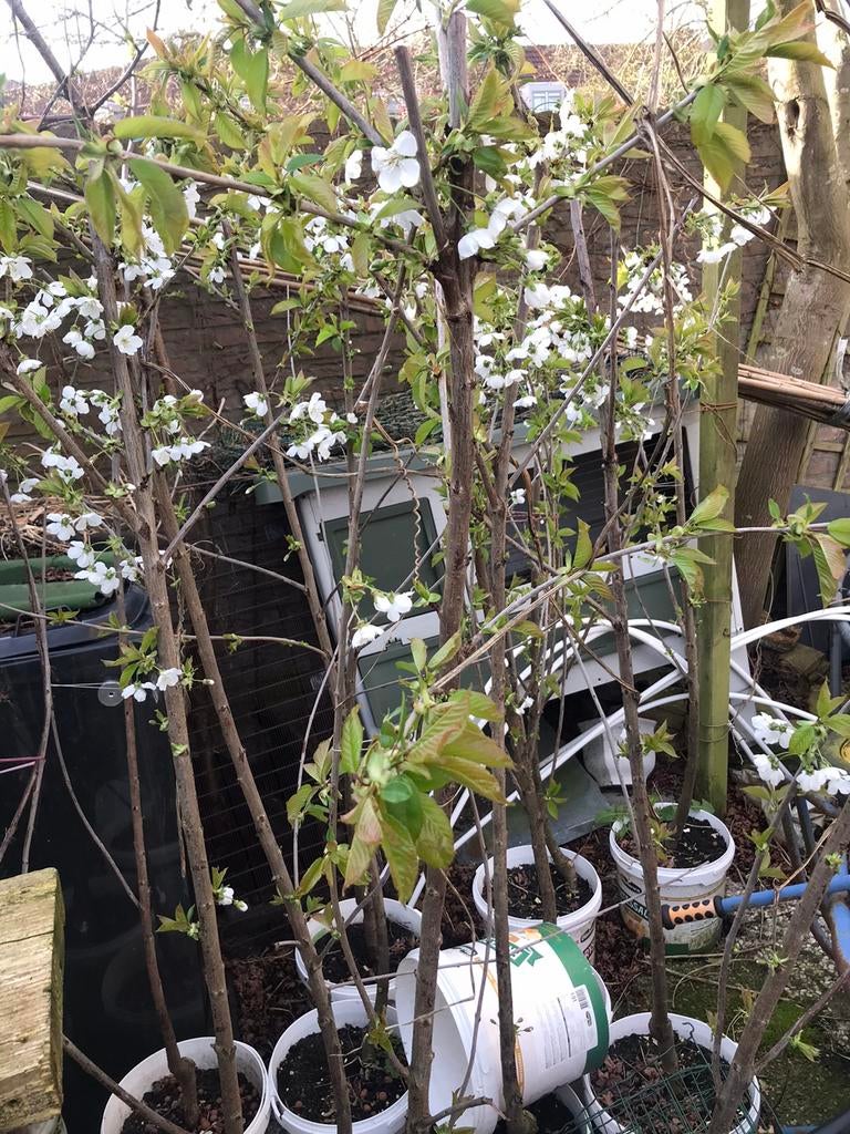 Kersenboom 160cm hoge, Ophalen of Verzenden