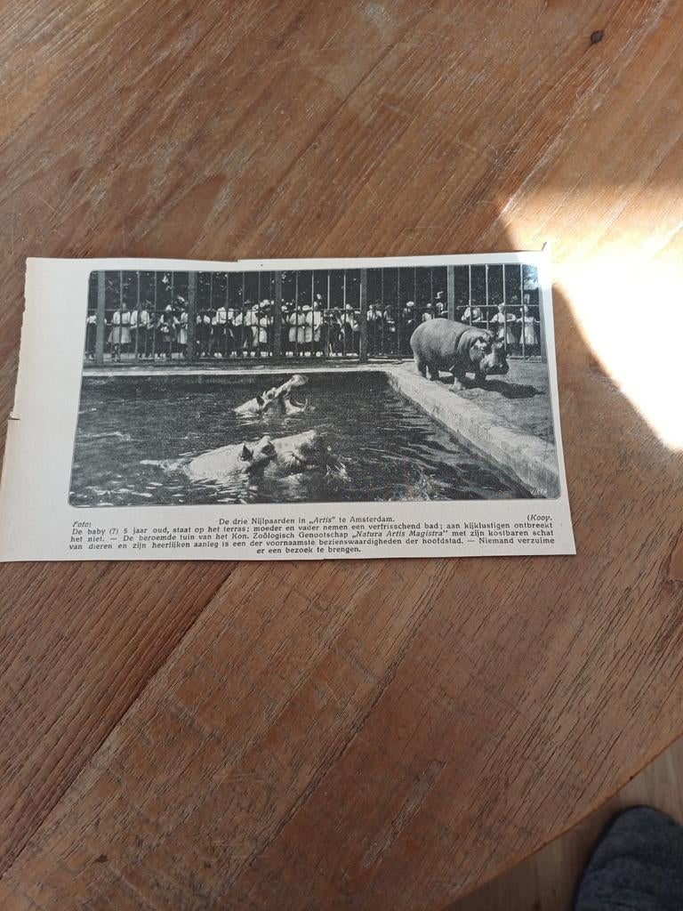 Knipsel 3 nijlpaarden dierentuin Artis Amsterdam 1923, Ophalen of Verzenden, Gebruikt