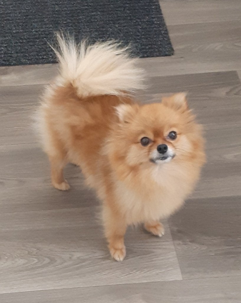 Pomeriaan Teefje 2 jaar., Dieren en Toebehoren, Honden | Poolhonden, Keeshonden en Oertypen, Particulier, Overige rassen, 1 tot 2 jaar