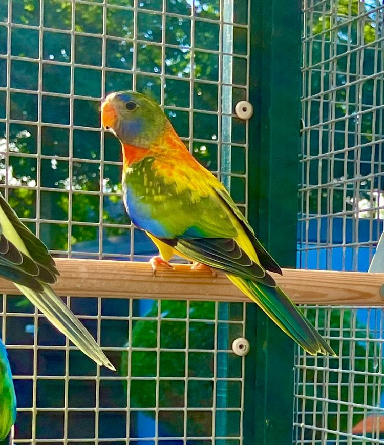 Splendid opaline violet agua man, aug’26, Dieren en Toebehoren, Mannelijk, Parkiet
