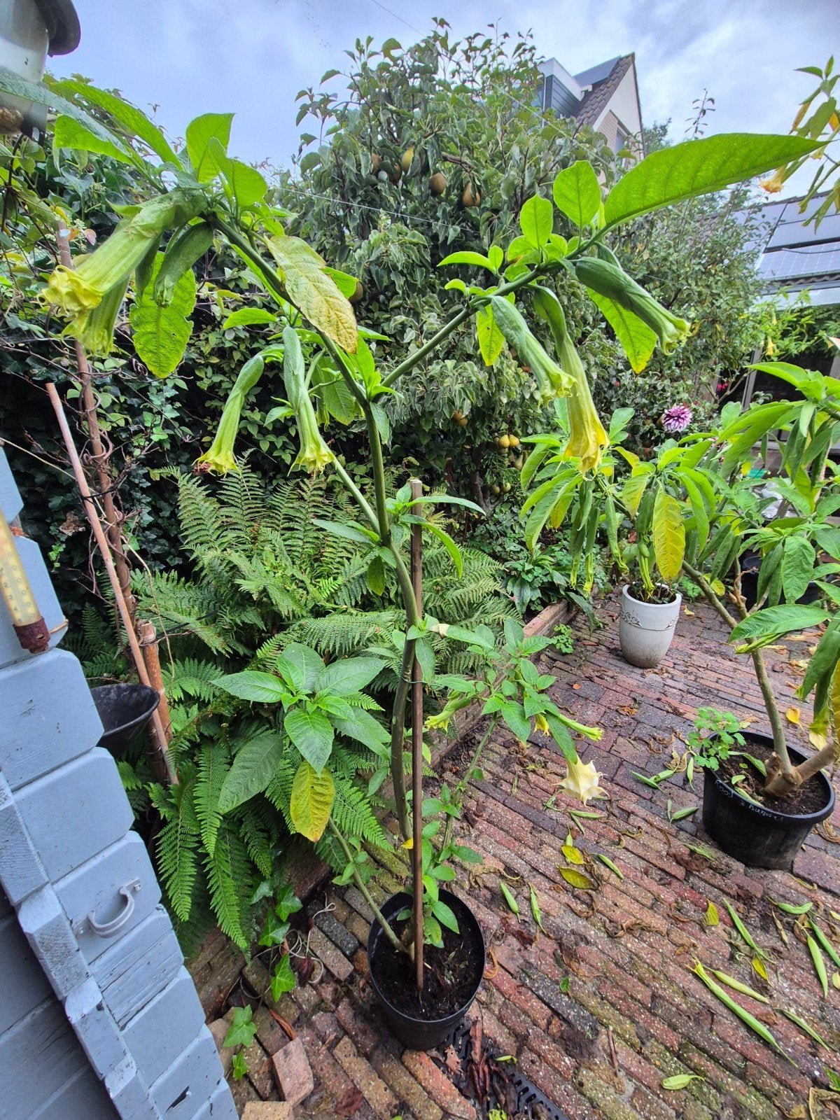 Brugmansia Dubbel Wit - Engelentrompet, Volle zon, Vaste plant, Zomer, Ophalen