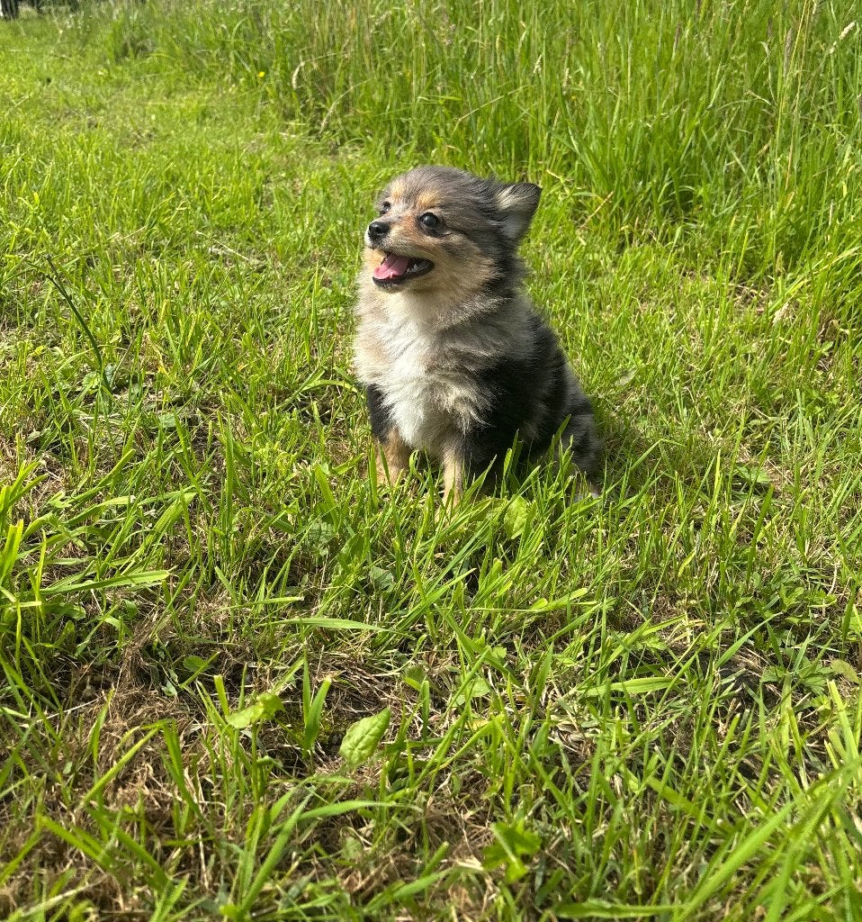 Keeshondjes te koop, Dieren en Toebehoren, Parvo, België, Particulier, Keeshond