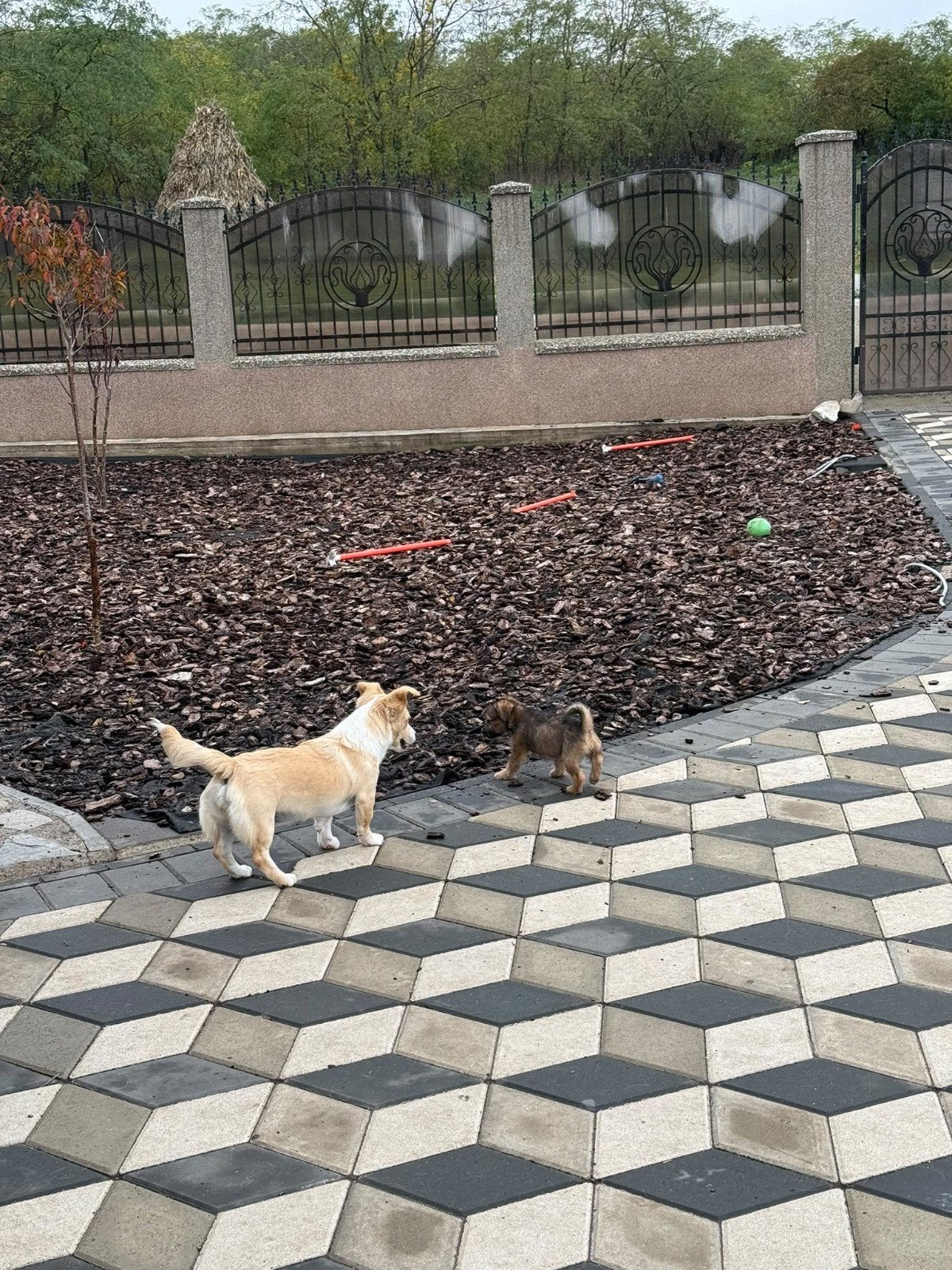 Puppy ter adoptie klein middelgroot, Particulier, 15 weken tot 1 jaar, Buitenland, Meerdere