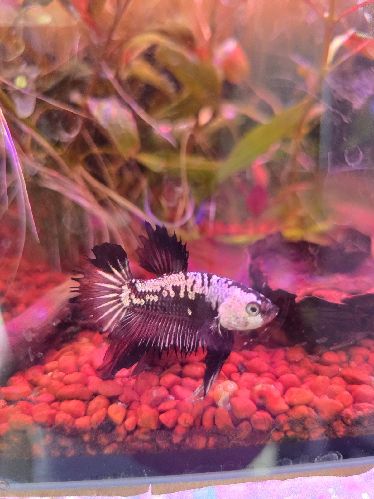 verschillende soorten betta.s te koop, Vis, Zoetwatervis