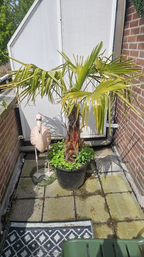Trachycarpus Palmboom, Bloeit niet, 100 tot 250 cm, Palmboom, Ophalen