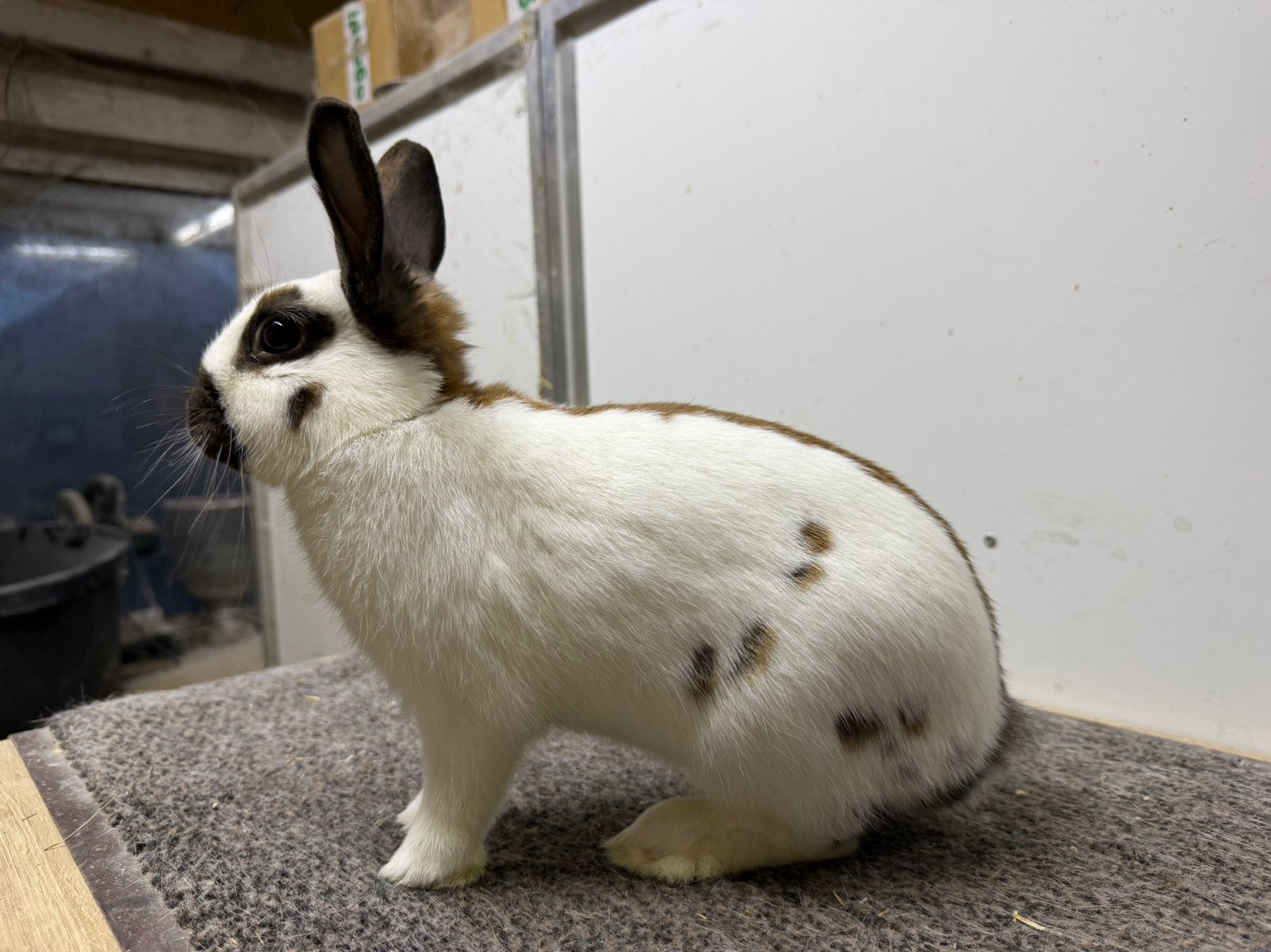 Dwerglotharinger ram, Dieren en Toebehoren, Konijnen, Mannelijk, Dwerg