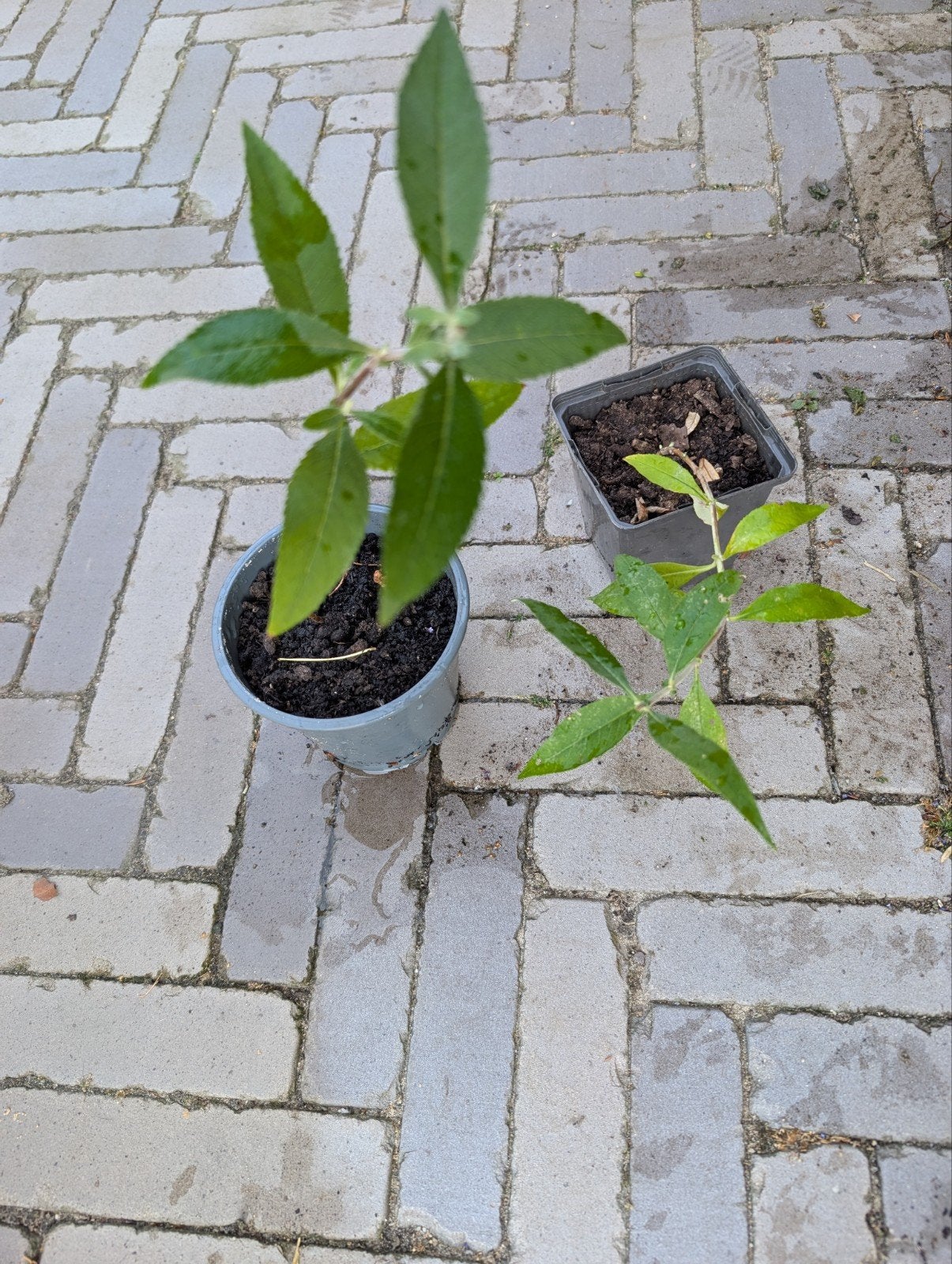 Zaailing vlinderstruik, Volle zon, Vaste plant, Zomer, Ophalen