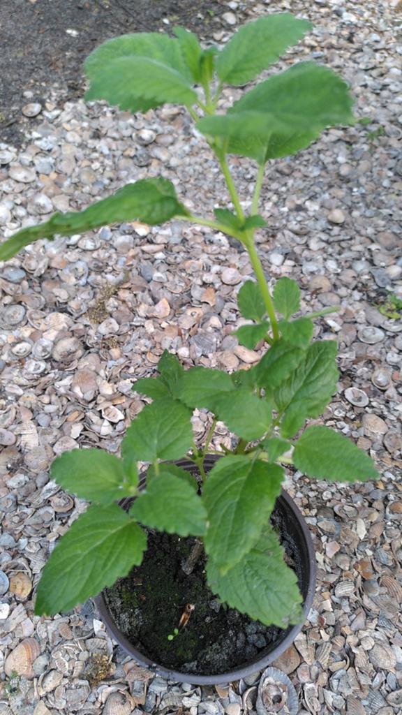 3 sorts of pumpkin plants. Pompoen Plantjes Te Koop, Ophalen, Eenjarig, Groenteplanten, Volle zon