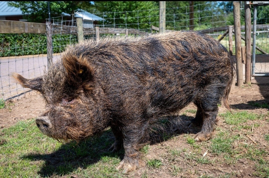 Kune Kune dekbeer te huur, Dieren en Toebehoren, Mannelijk, Varken, 6 jaar of ouder