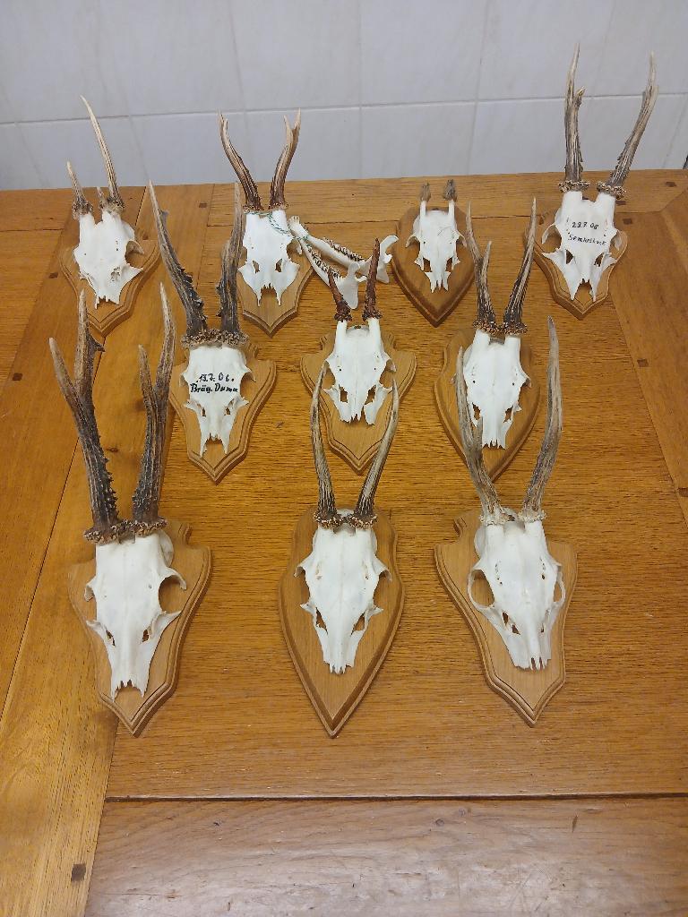 10 geweitjes op plankje - set van 10 geweitjes, Verzenden, Gebruikt, Hert, Gewei of Kop