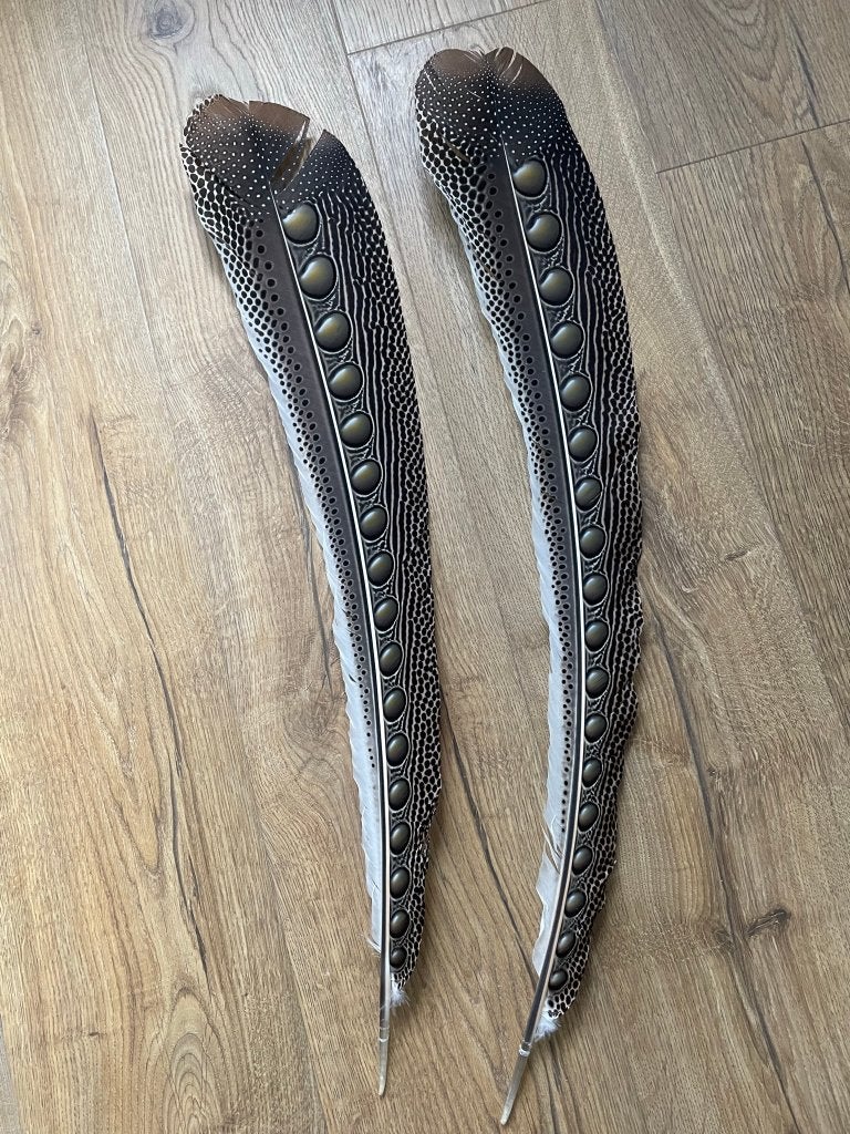 Argus fazant veren 1, Ophalen, Gebruikt, Paard, Opgezet dier