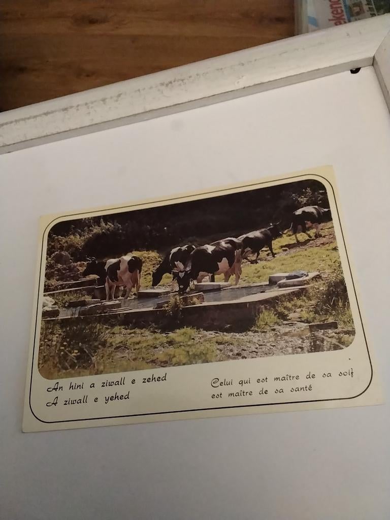 KOEIEN. DRINKEN WATER UIT STENEN BAK, Ophalen of Verzenden