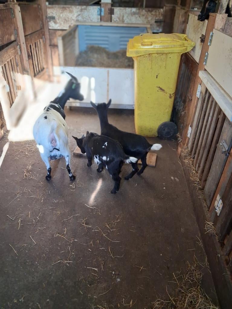 Geit met 2 lammeren, Dieren en Toebehoren, Meerdere dieren, Geit