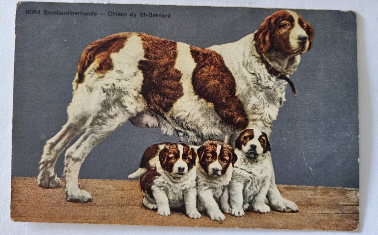 Oude ansichtkaart St. Bernard met jongen - krt.1611, Ophalen of Verzenden