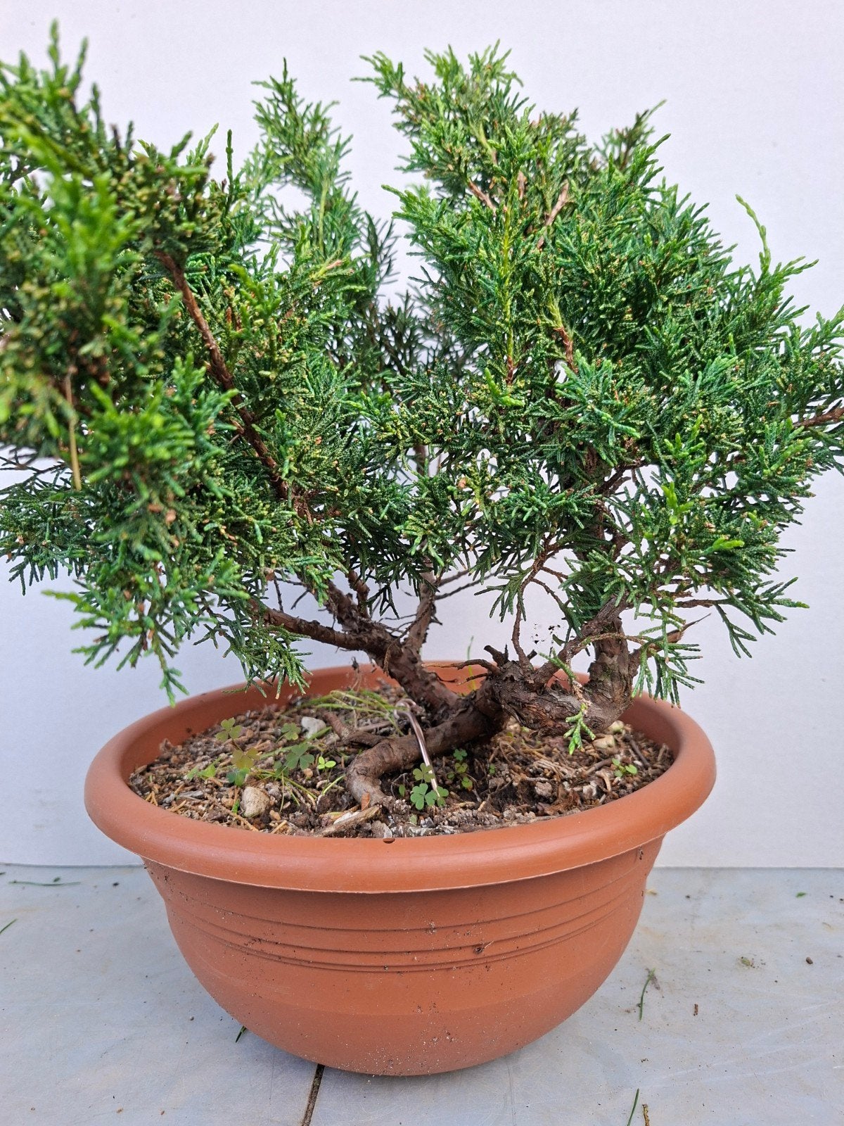 Bonsai, Bloeit niet, Halfschaduw, Minder dan 100 cm, Overige soorten