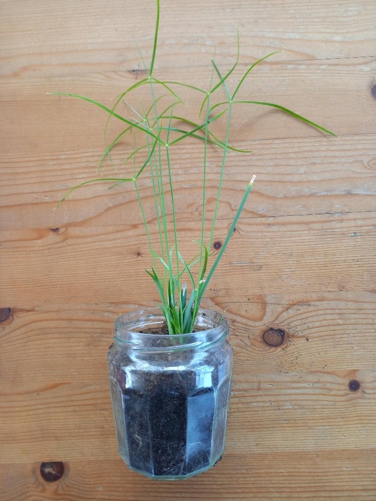 parapluplantjes (Cyperus), Tuin en Terras, Planten | Tuinplanten, Ophalen, Overige soorten, Volle zon