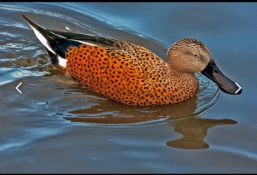 Verschillende soorten siereenden, Meerdere dieren, Eend