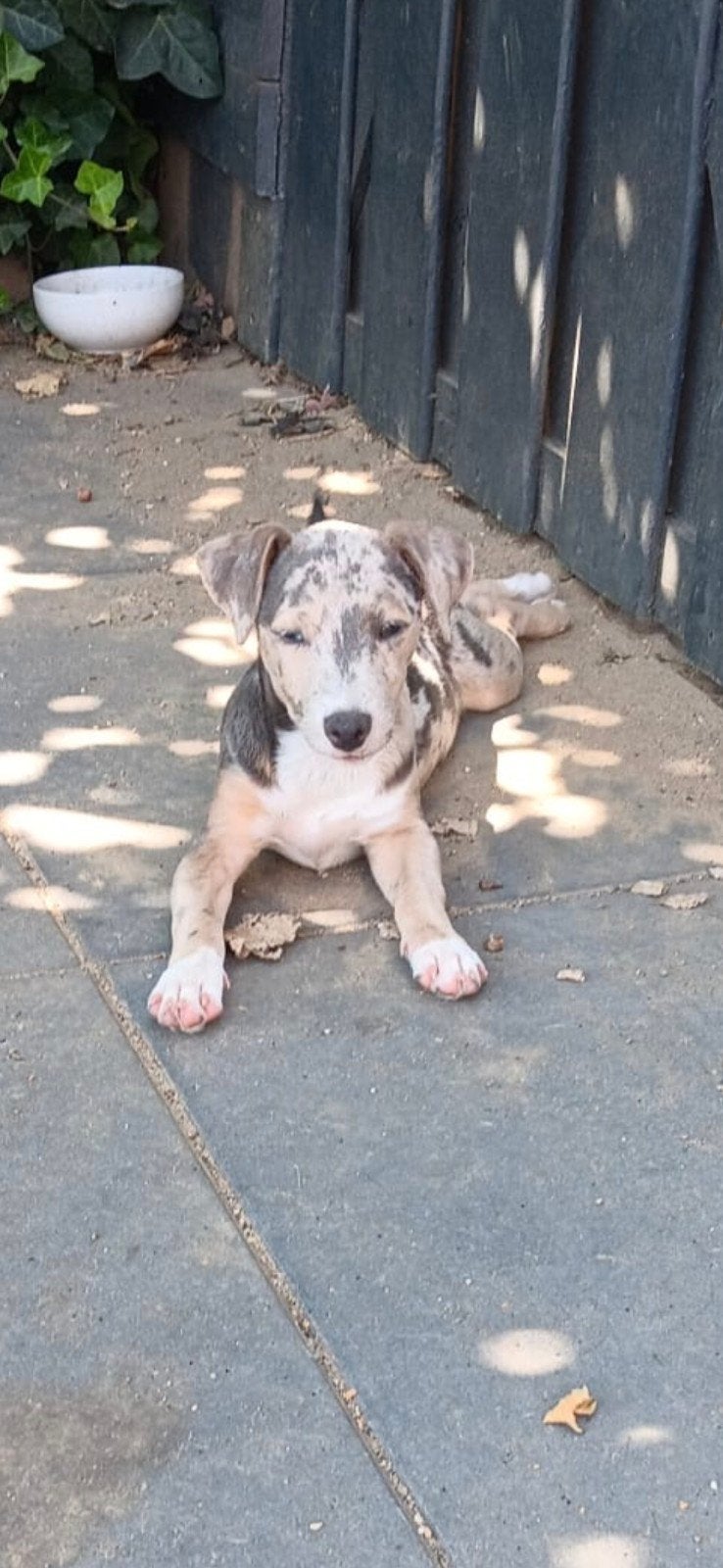 merle teefje te koop, Parvo, Teef, Eén hond, Nederland
