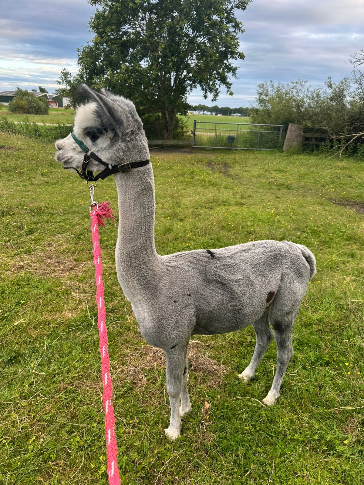 Alpaca hengst, Dieren en Toebehoren, Juni, Mannelijk