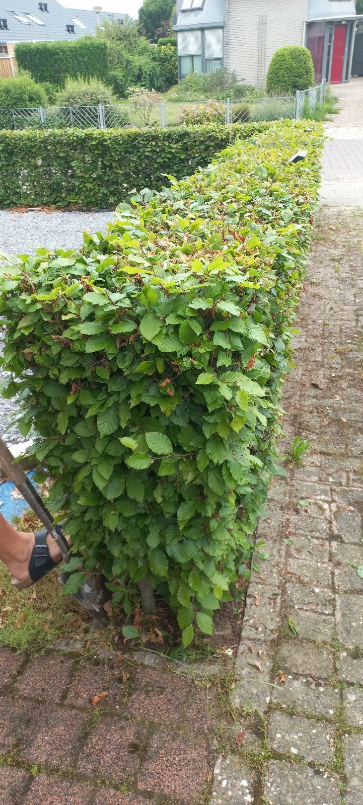 Gratis af te halen, beukenheg 15 meter, zelf eruit halen, Tuin en Terras, Planten | Struiken en Hagen, Ophalen, Overige soorten