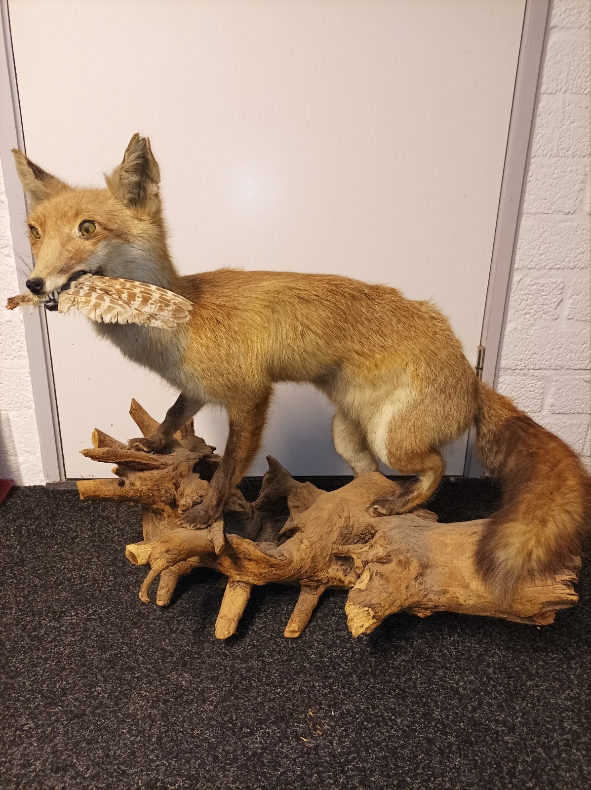 Opgezette vos Taxidermie Halloween Decoratie, Verzamelen, Ophalen, Gebruikt, Wild dier, Opgezet dier
