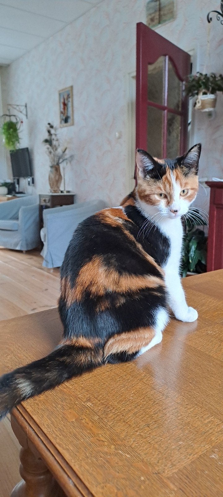 Britse korthaar poes 4 maanden, Dieren en Toebehoren, Poes, Kortharig, 0 tot 2 jaar