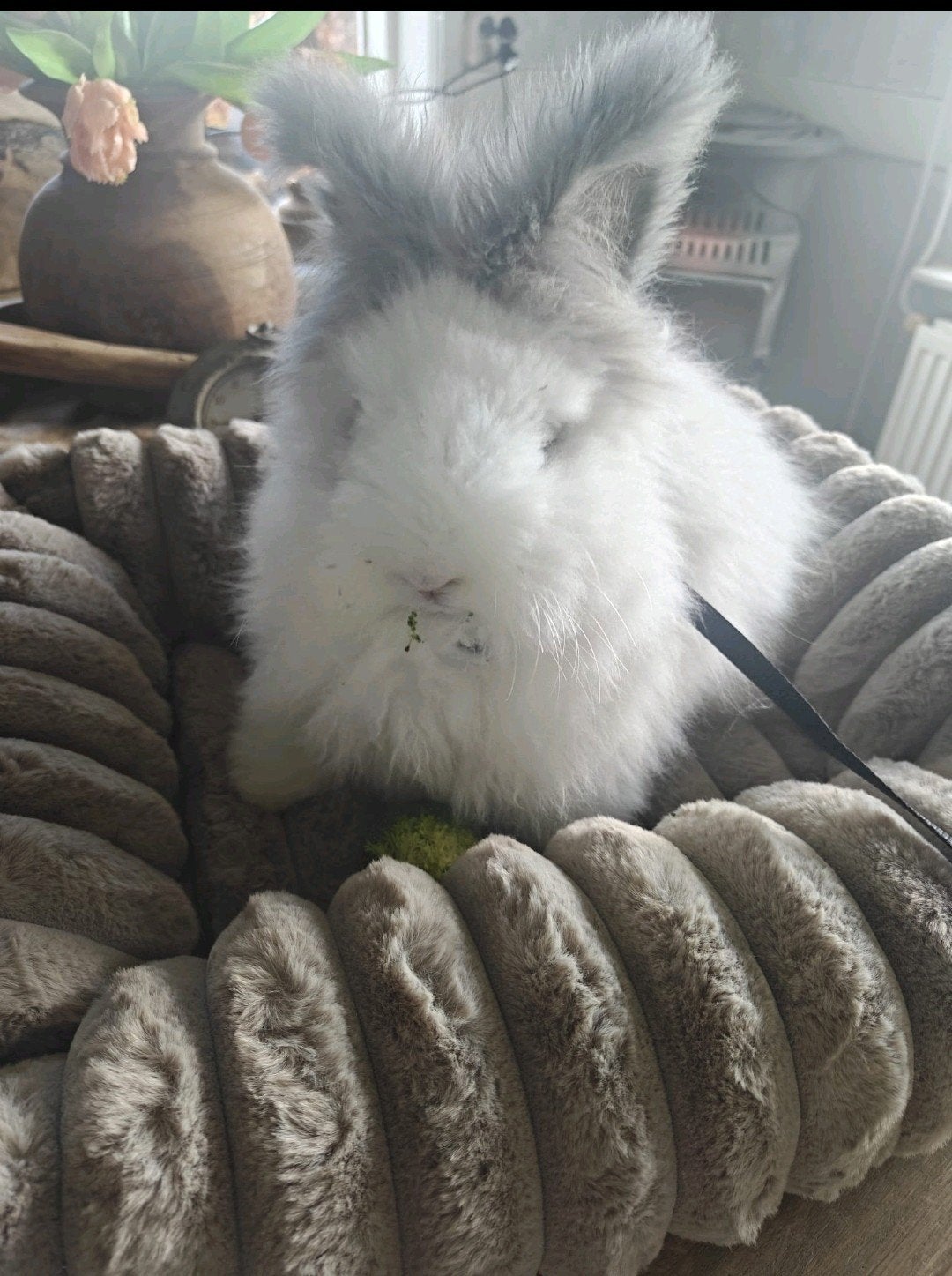 Hondje konijntje angora, Mannelijk, Tam