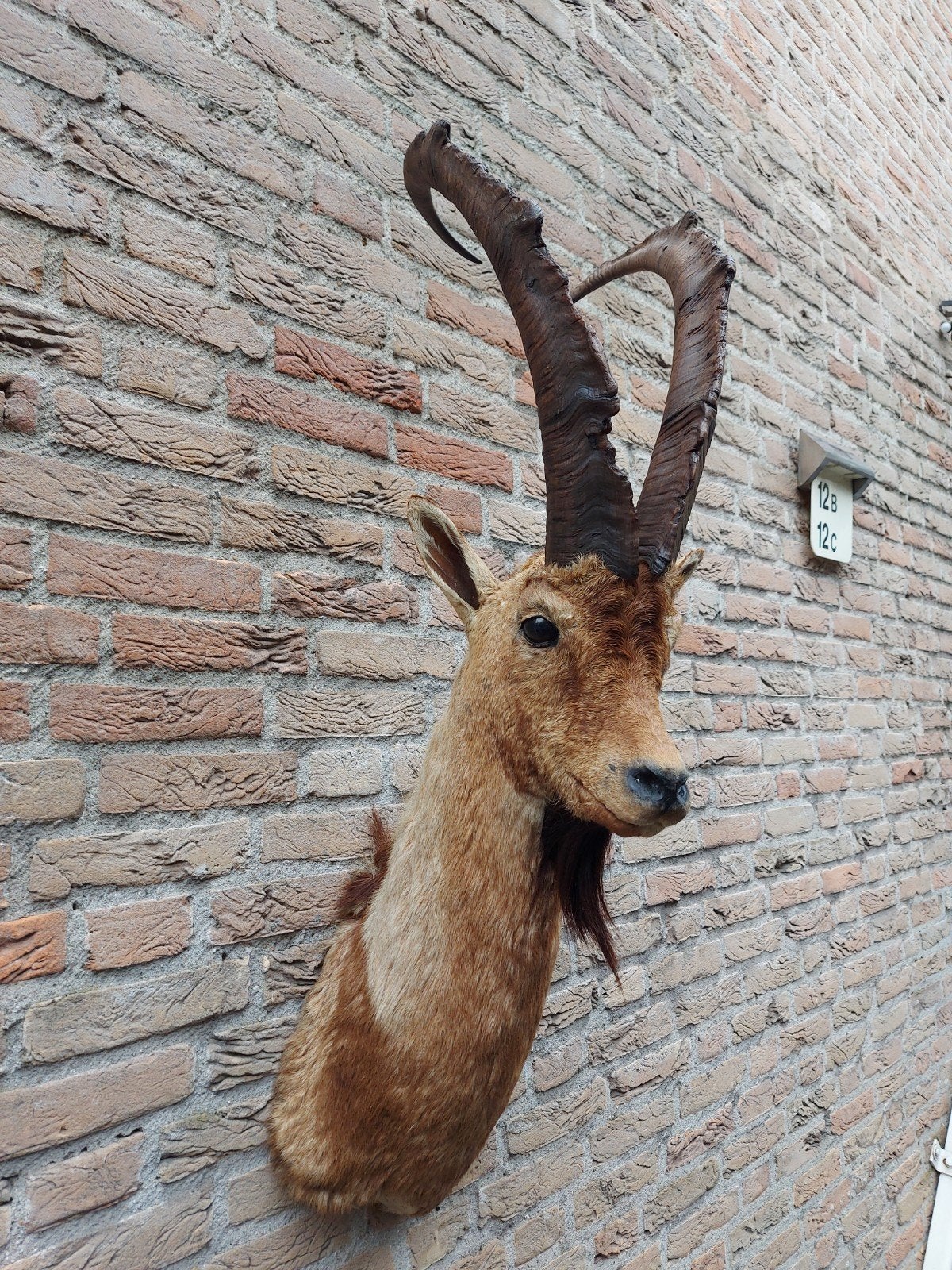 opgezette kop steenbok taxidermy bok hoorn schedel gewei, Ophalen, Wild dier, Gewei of Kop
