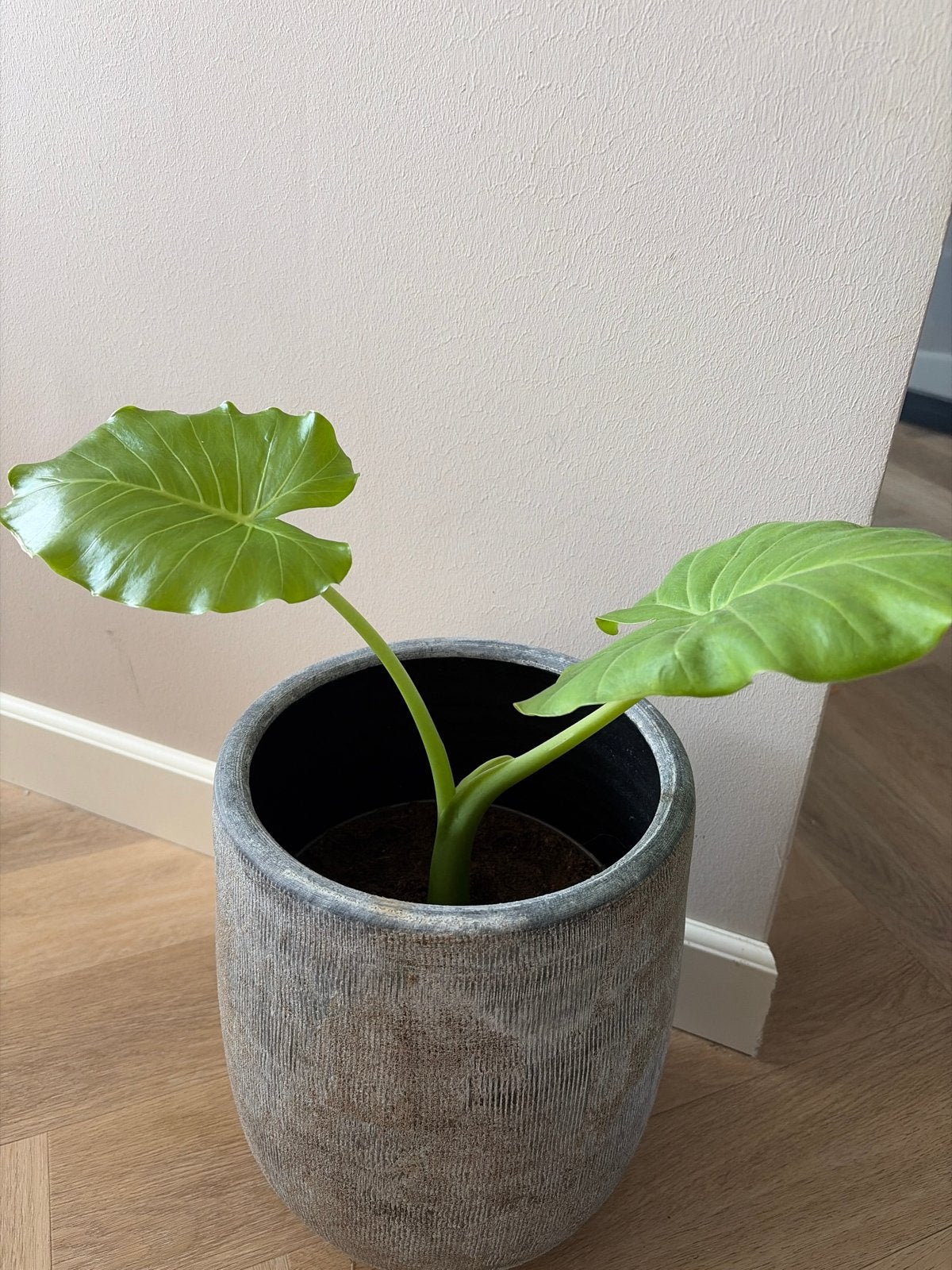 Alocasia plant knollen, Overige soorten, Vaste plant, Ophalen of Verzenden, Bloeit niet