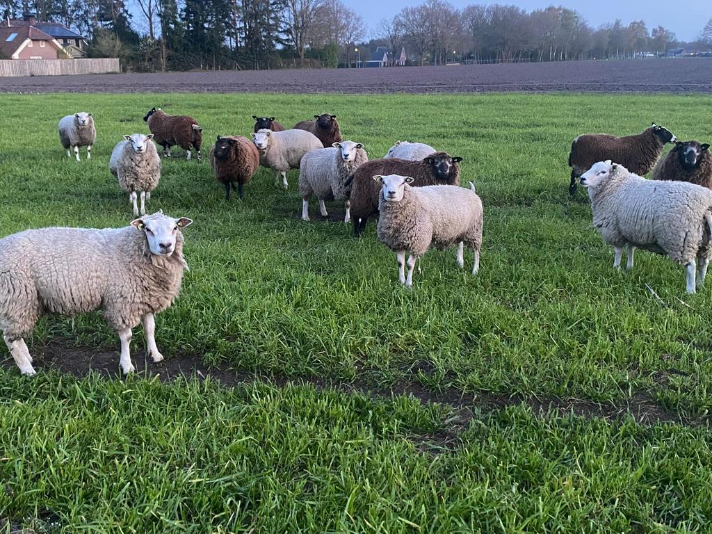 Offerfeest rammen 1ste dag slachten, Mannelijk, Schaap