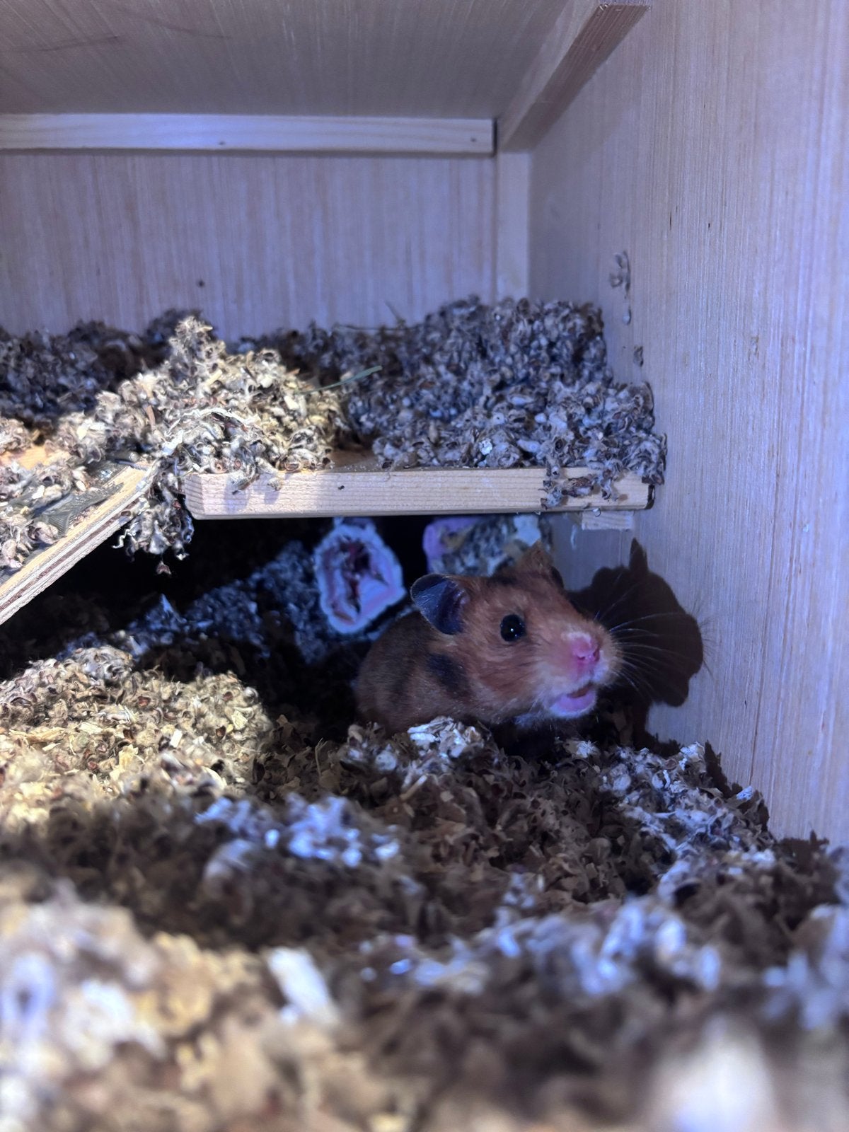 Syrische hamster 7 maand oud incl hok en toebehoren, Dieren en Toebehoren, Hamster, Februari, Vrouwelijk, Tam