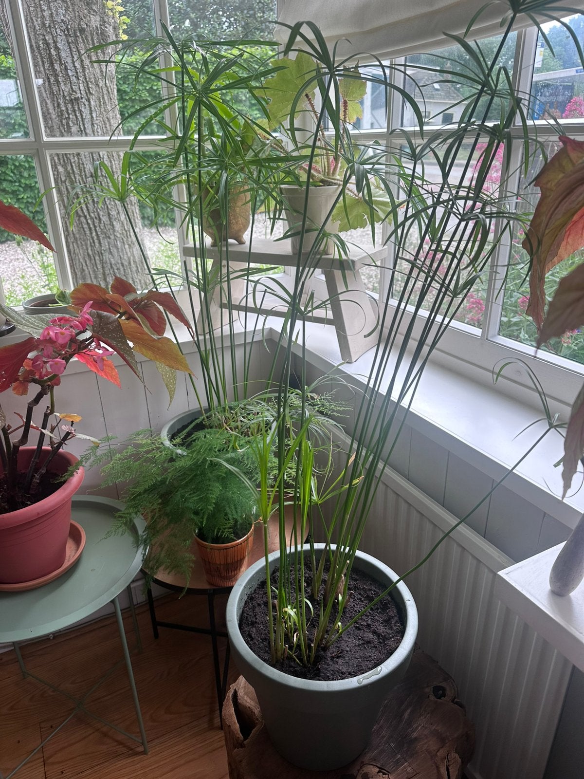 Papyrus 2 stuks, Ophalen, 100 tot 150 cm, Overige soorten, In pot