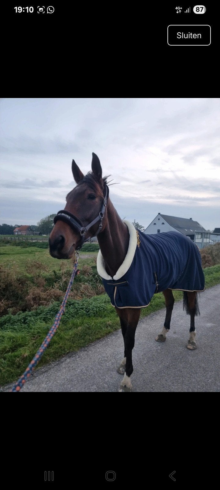 horsegear zweetdeken, Dieren en Toebehoren, Ophalen of Verzenden