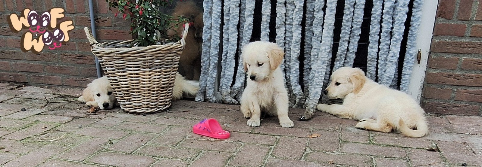 Golden retriever pups, Golden retriever, 8 tot 15 weken, Parvo, Meerdere