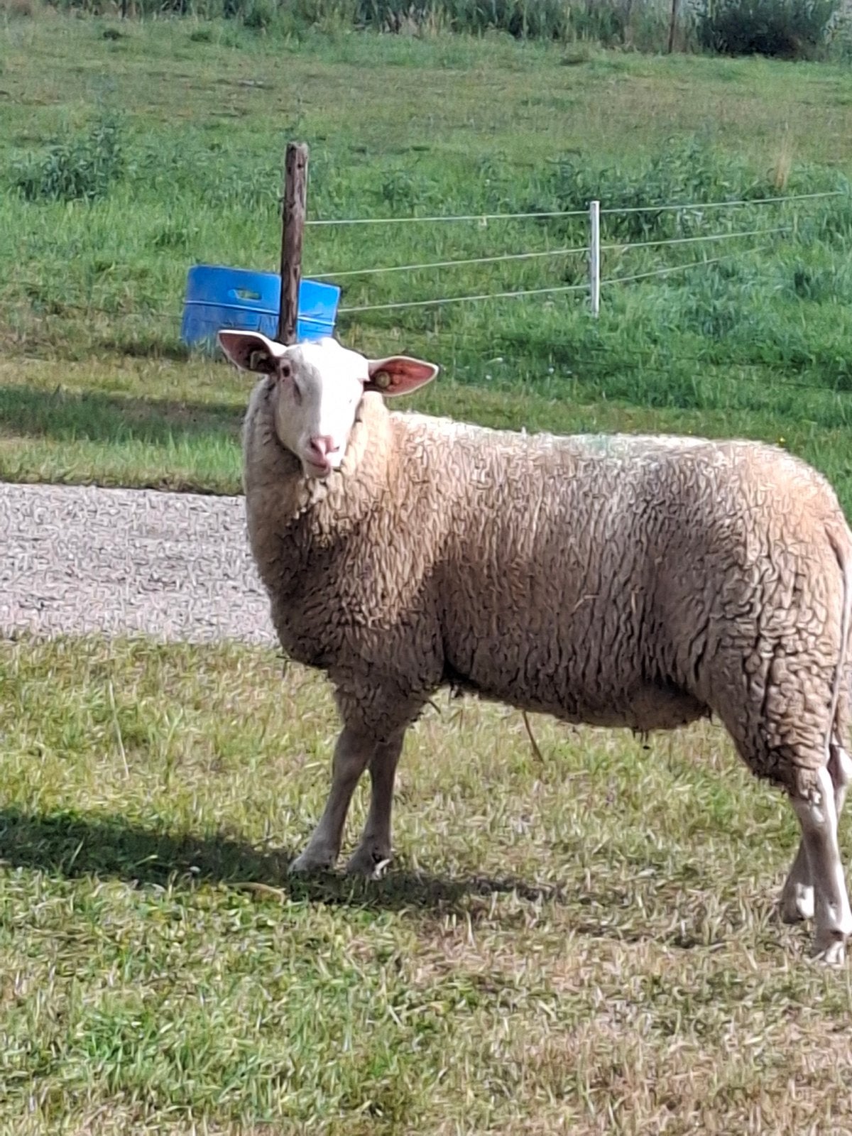 Melkschaap, Mannelijk, Schaap, 0 tot 2 jaar