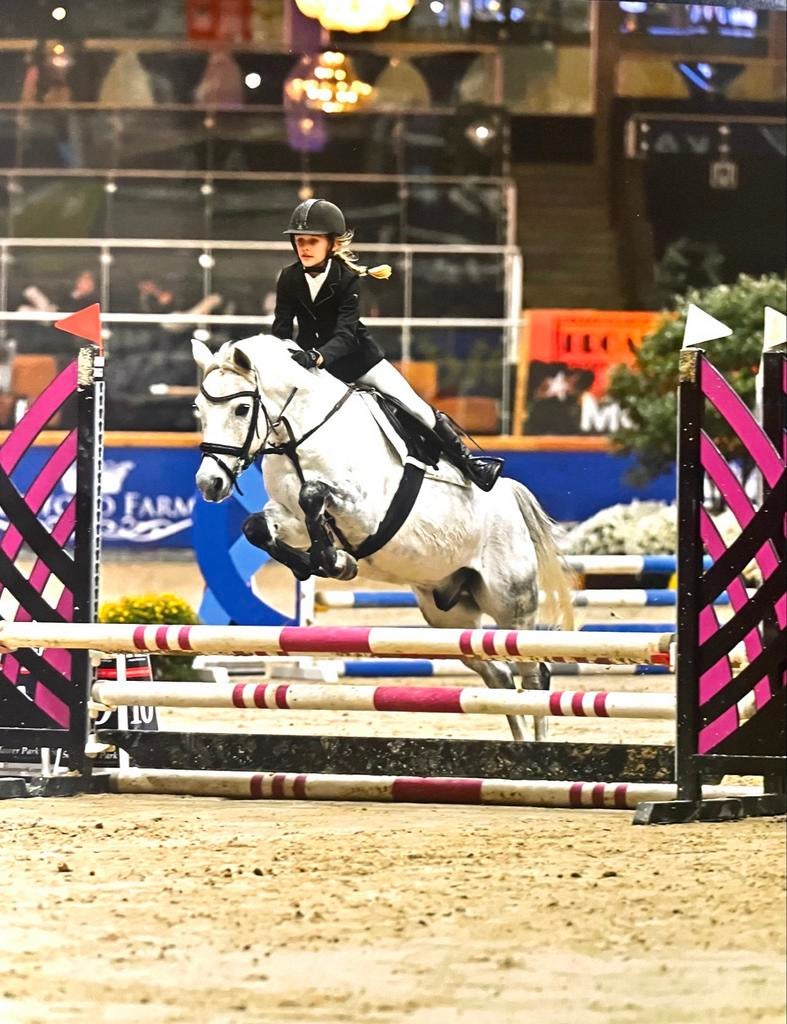 Lieve en knappe D- pony, schimmel ruin, Dieren en Toebehoren, Ruin, 3 tot 6 jaar
