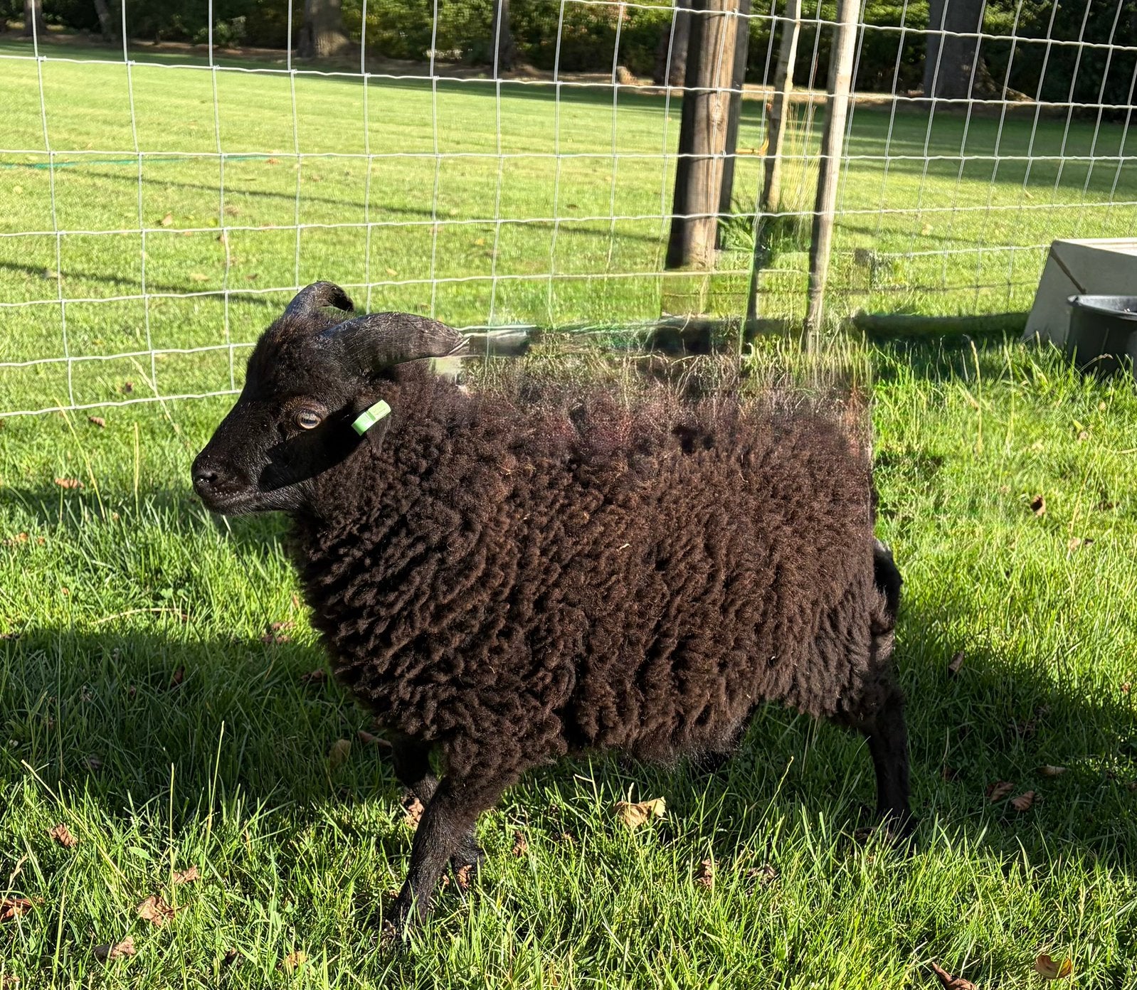 Ouessant ram 2026, Mannelijk, Schaap