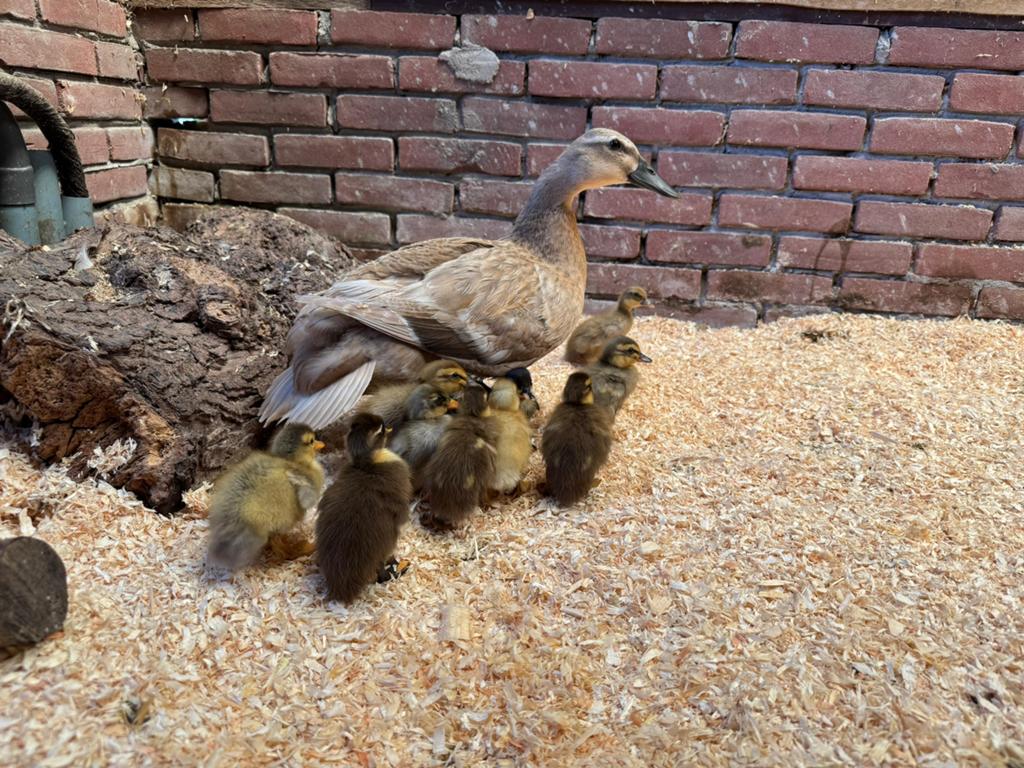 Indische loopeenden / Runner Ducks, Meerdere dieren, Eend