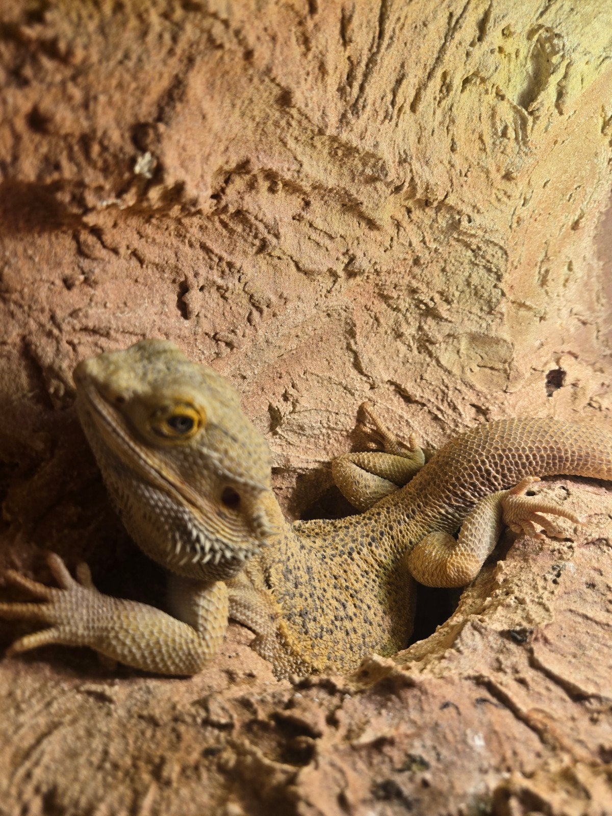 Baardagaam Man Met Terrarium En Terrariumkast Bearded Dragon photo 5