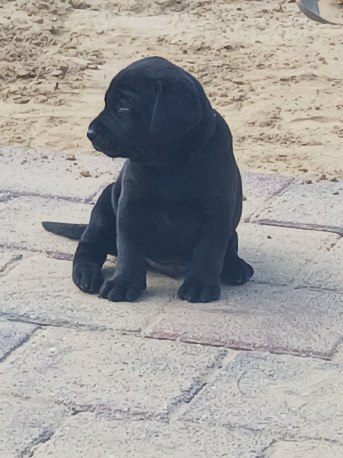 Super mooie pups!!, 8 tot 15 weken, Meerdere, Meerdere dieren, Nederland