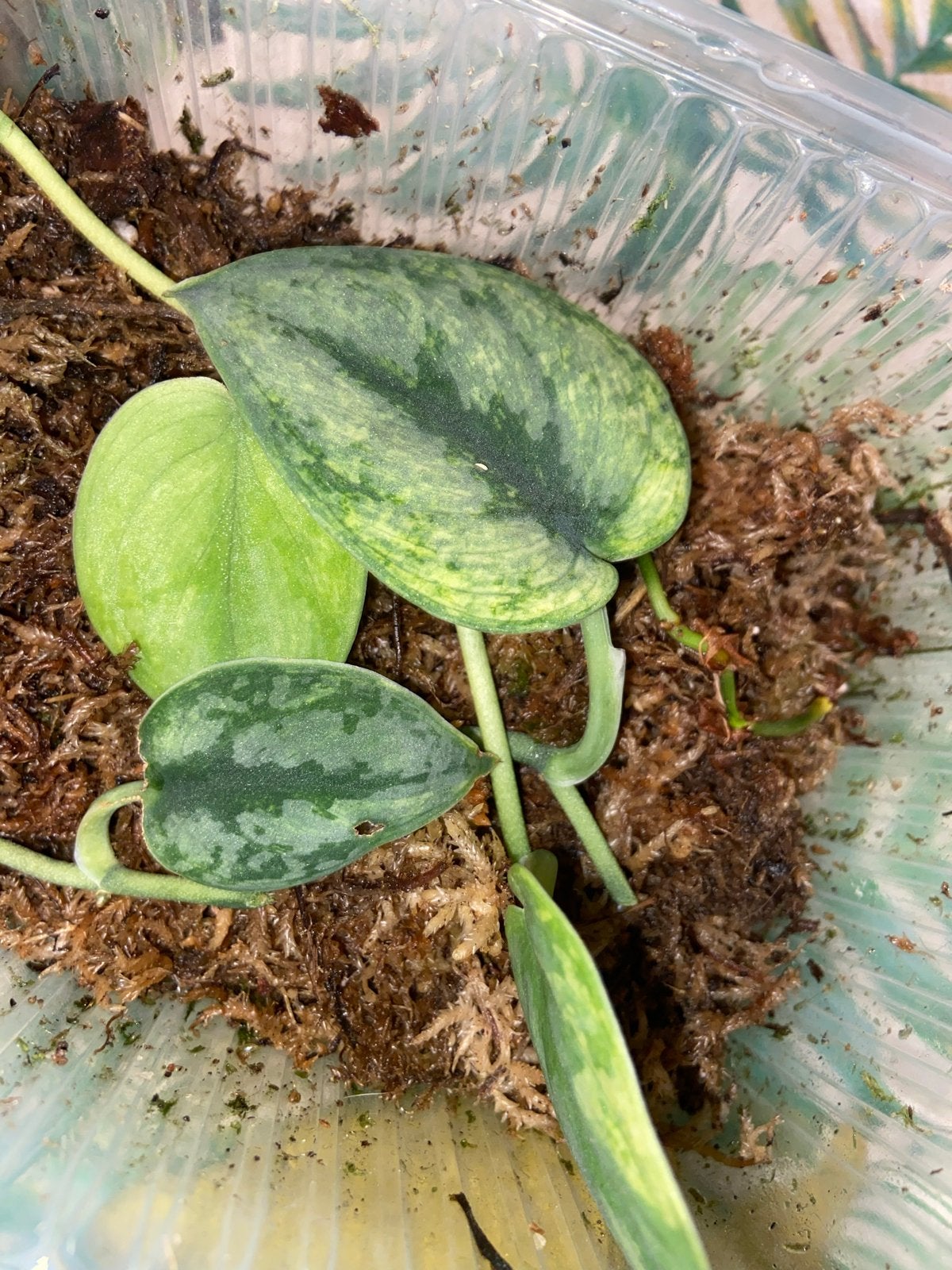 Zeldzame Scindapsus Hologram Variegata Bladstekken, Huis en Inrichting, Kamerplanten, Ophalen of Verzenden, Halfschaduw, Minder dan 100 cm