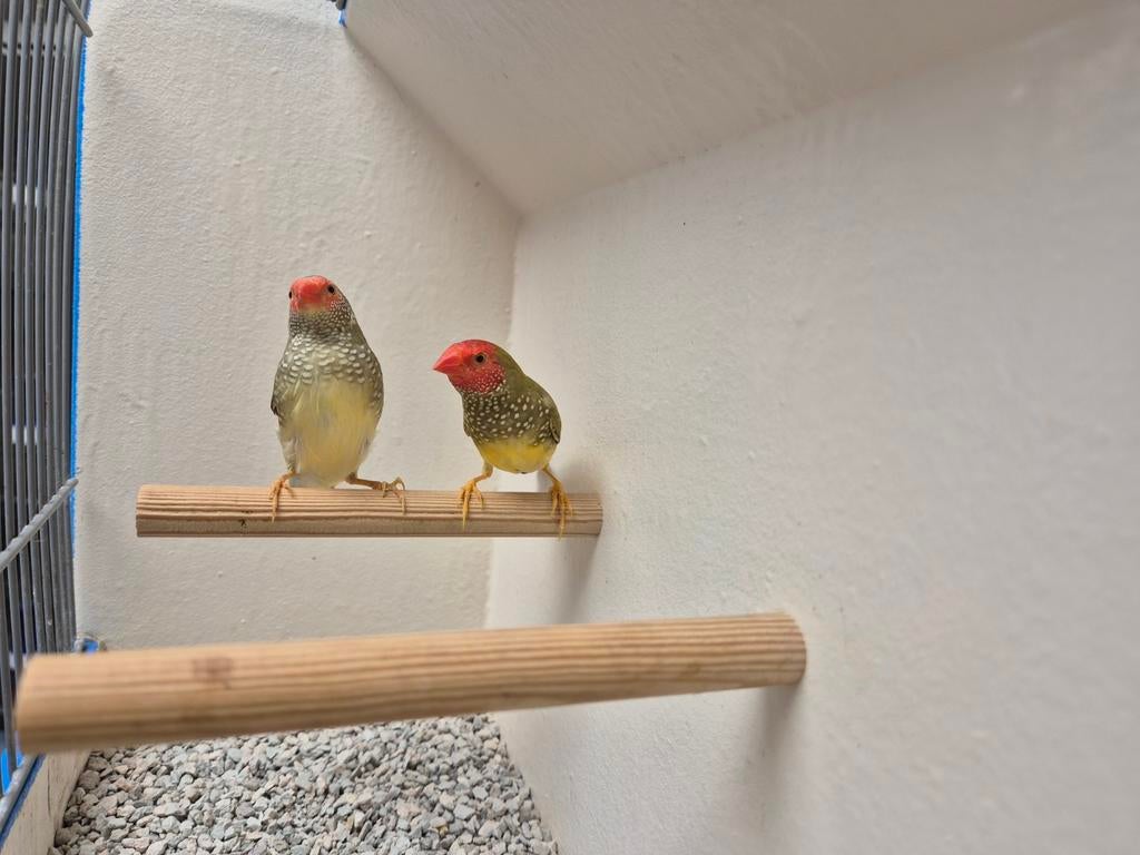 Koppels Binzenastrildes, Dieren en Toebehoren, Meerdere dieren