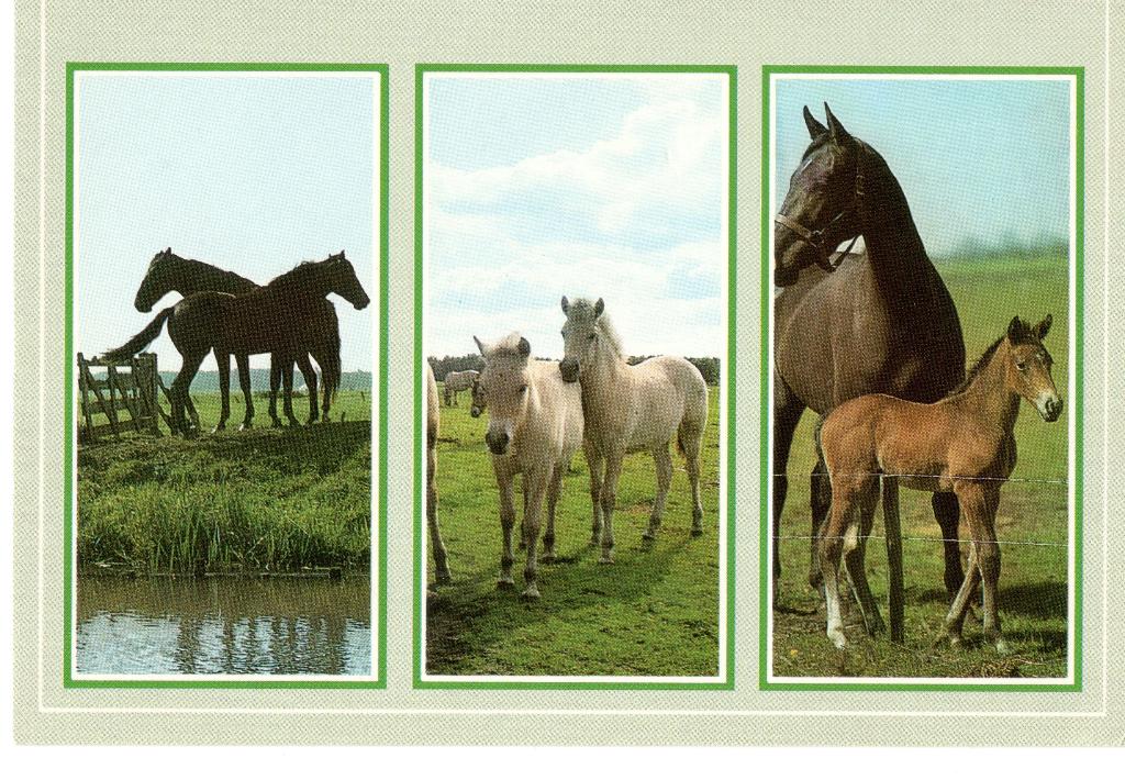 Ansichtkaart Paarden/ Veulens (Drieluikkaart), Ophalen, 1980 tot heden, Ongelopen, Paard