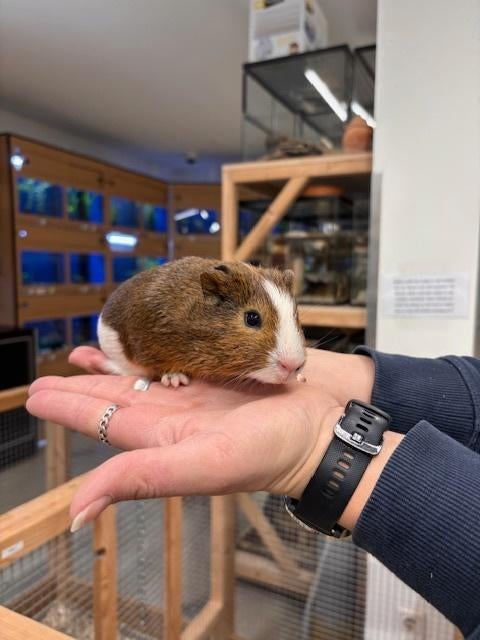 Te koop 1 super leuke gecastreerde cavia beertje mannetje, Dieren en Toebehoren, Januari, Mannelijk, Cavia