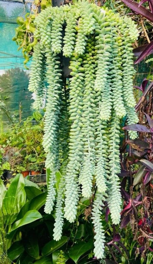 Sedum Burrito Bladstekjes, Overige soorten, Volle zon, Vaste plant, Ophalen of Verzenden