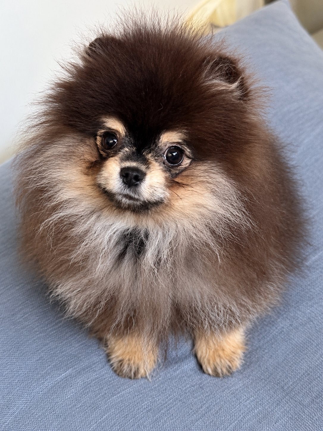 Pomeriaan pup bear face, Particulier, 15 weken tot 1 jaar, Overige rassen, Buitenland