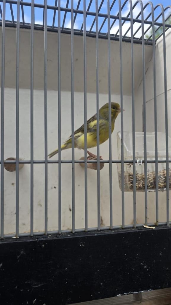 Kanaries Man, Dieren en Toebehoren, Vogels | Overige Vogels, Mannelijk